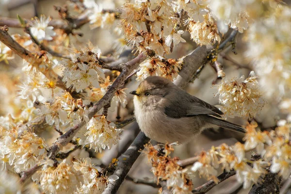 Nahaufnahme Eines Kleinen Vogels Der Auf Einem Blühenden Baum Sitzt — Stockfoto