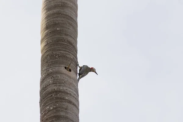 Closeup Shot Woodpeckers Small Hole Palm Tree White Sky — Stock Photo, Image