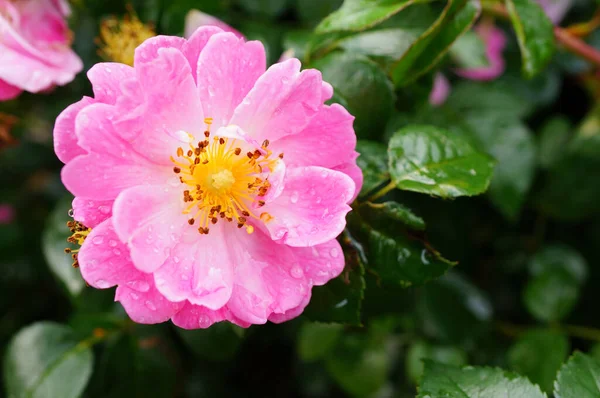 Zbliżenie Ujęcie Różowej Róży Kilkoma Kroplami Deszczu — Zdjęcie stockowe