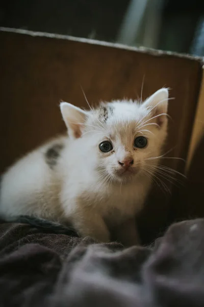 一只可爱的新生小猫的特写镜头 — 图库照片