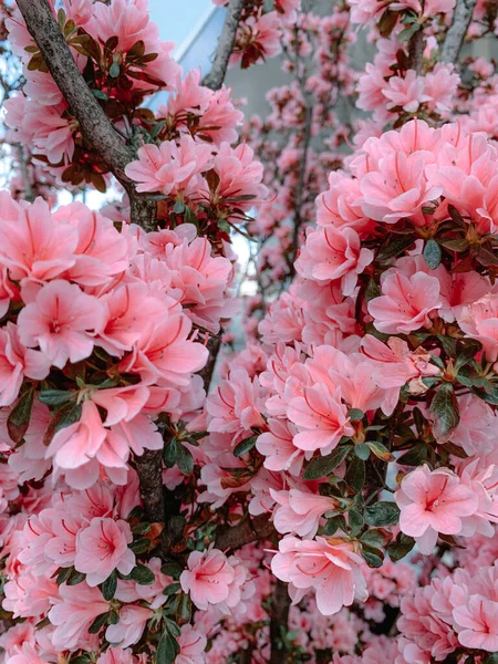 Вертикальний Виріб Рожевих Квітів Японського Дерева Магнолії — стокове фото