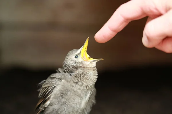 Ein Kleines Huhn Mit Offenem Mund Bereit Einen Finger Beißen — Stockfoto