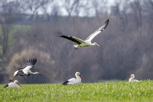 Beaux Oiseaux Ciconia Survolant Champ Vert — Photo