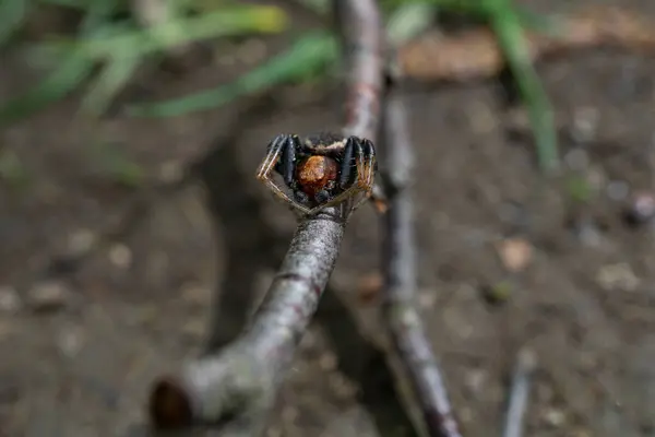 一颗有毒蜘蛛在树枝上的选择性聚焦镜头 — 图库照片