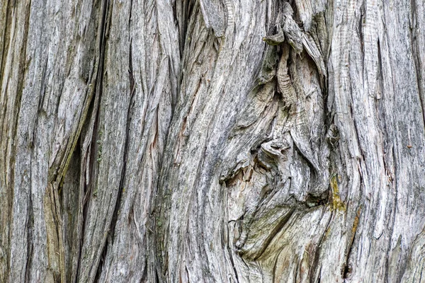 Detailní Záběr Kůry Stromu Pro Tapety Pozadí — Stock fotografie