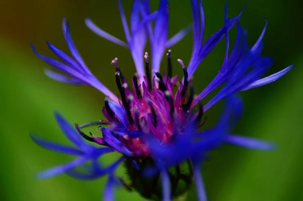 Ένα Κοντινό Πλάνο Του Λουλουδιού Μιας Μορφής Κήπου Του Καλαμποκιού — Φωτογραφία Αρχείου
