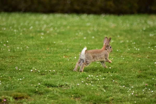 Ein Selektiver Schuss Von Einem Kleinen Flauschigen Kaninchen Das Auf — Stockfoto