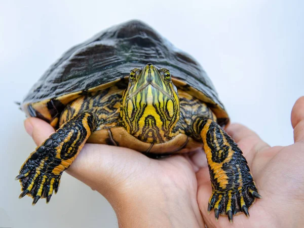 Tiro Close Mãos Segurando Uma Tartaruga Deslizante Lagoa — Fotografia de Stock