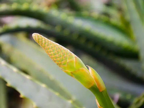 Primer Plano Brote Verde Anaranjado Texturizado Una Planta — Foto de Stock