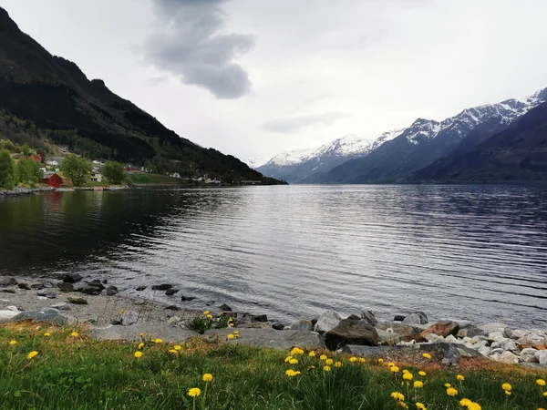 Een Prachtig Uitzicht Hardanger Fjord Bloeiende Gele Bloemen Noorwegen — Stockfoto