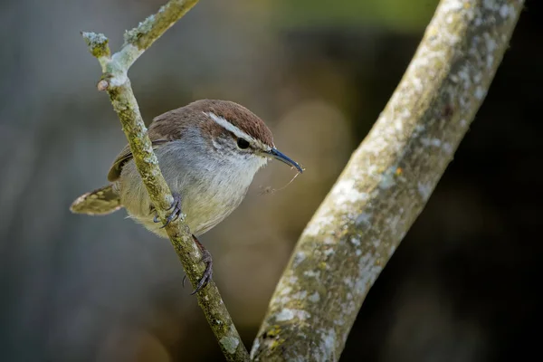 Primer Plano Wren Eurasiático Sentado Una Ramita — Foto de Stock