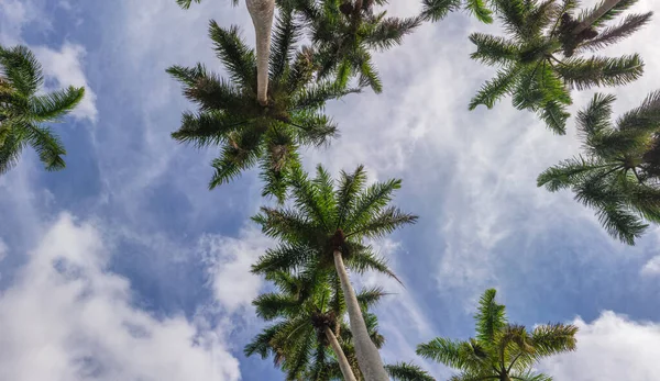热带岛屿上在多雨的天空下高耸的棕榈树的低角 — 图库照片