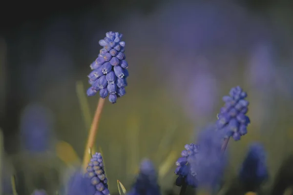 Närbild Skott Växande Grape Hyacint Växter — Stockfoto