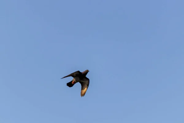 Uma Vista Panorâmica Pombo Preto Voando Sobre Fundo Azul Céu — Fotografia de Stock