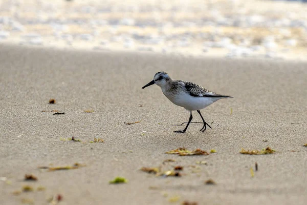 Una Gaviota Una Playa Arena Blanca —  Fotos de Stock