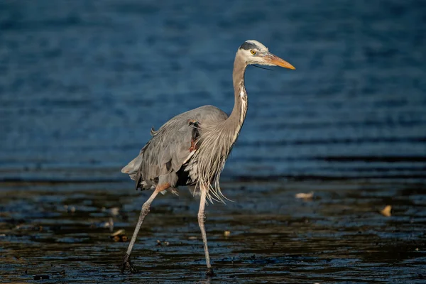 Primer Plano Una Garza Azul Agua — Foto de Stock