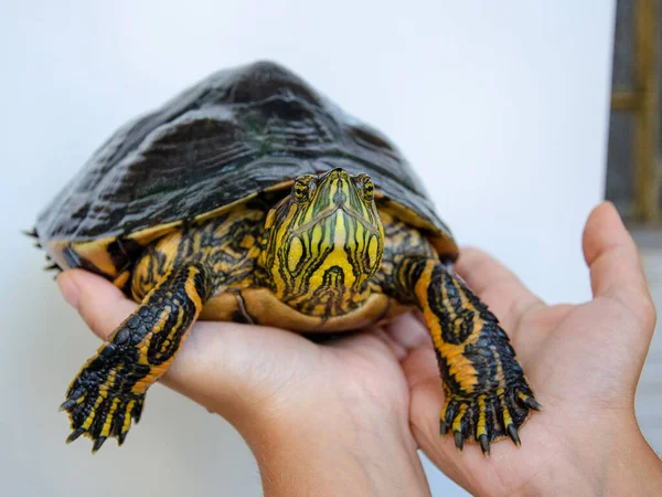 Närbild Skott Händer Som Håller Damm Reglaget Sköldpadda — Stockfoto