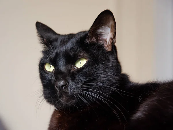 Nahaufnahme Einer Entzückenden Schwarzen Katze Mit Grünen Augen — Stockfoto