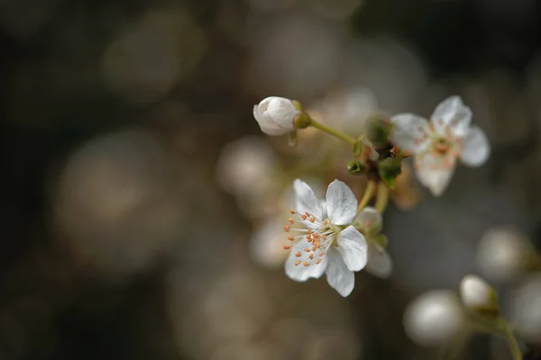 Gros Plan Fleurs Cerisiers Fleurs — Photo