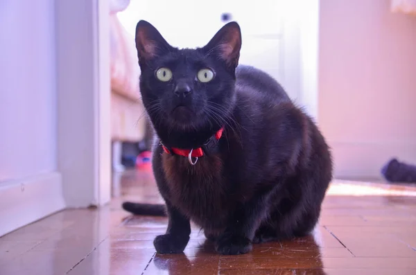 Closeup Shot Adorable Black Cat Green Eyes — Stock Photo, Image