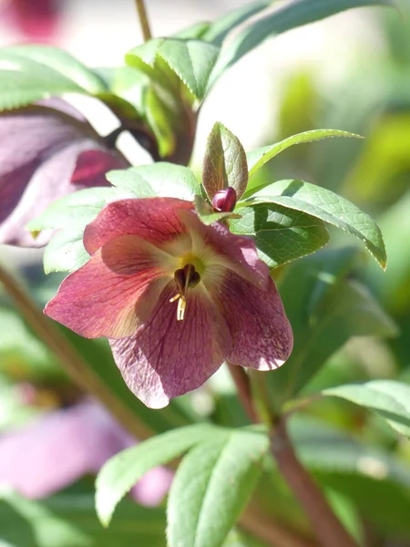 Een Lenten Rose Bloesem Twijg Een Zonnige Dag — Stockfoto