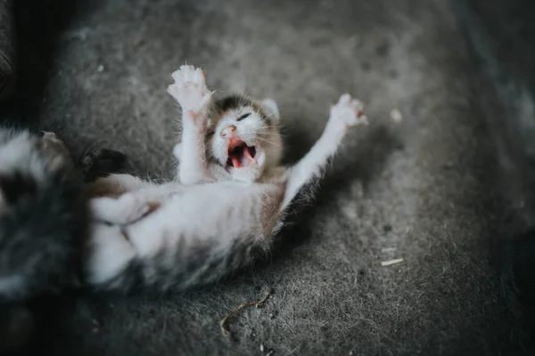 Closeup Shot Adorable Newborn Kitten — Stock Photo, Image