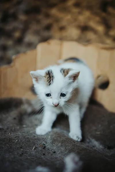 Függőleges Lövés Egy Aranyos Bolyhos Újszülött Macska Bámul Val Kék — Stock Fotó