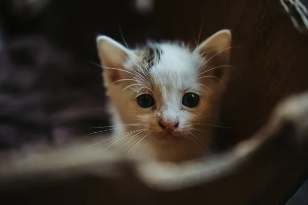 一只可爱的新生小猫的特写镜头 — 图库照片