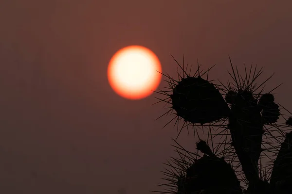 Een Stekelige Cactus Tegen Een Prachtige Zonsondergang — Stockfoto