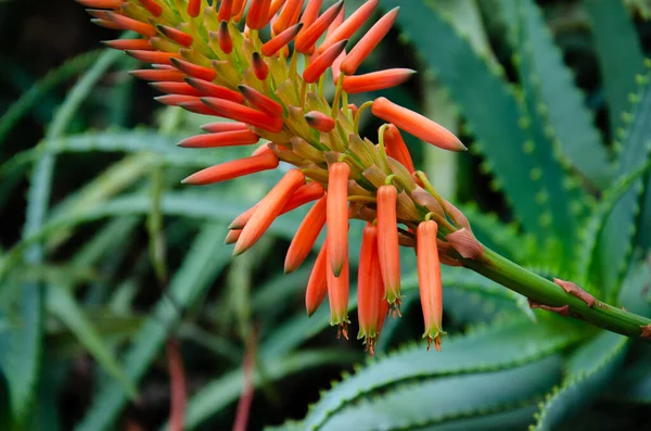 Closeup Shot Red Buds Candelabra Aloe Plant — Stock Photo, Image