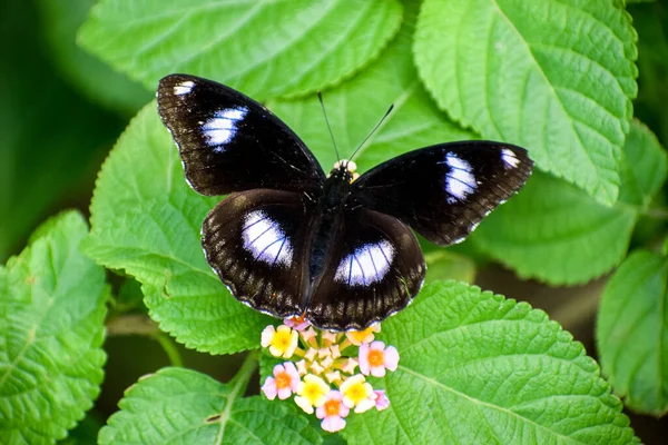 Eine Nahaufnahme Eines Blauen Mondschmetterlings Auf Blumen Einem Feld Unter — Stockfoto