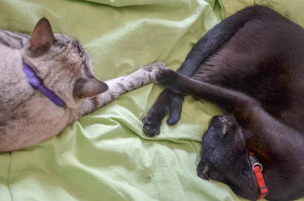 Närbild Skott Tassar Vita Och Svarta Katter Vidrör — Stockfoto