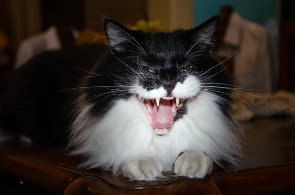 Tiro Perto Gato Bocejo Olhando Assustador — Fotografia de Stock