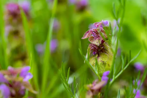 Primer Plano Flores Púrpuras Campo Verde — Foto de Stock