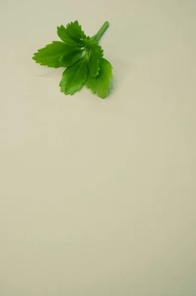 Una Toma Vertical Hojas Verdes Sobre Fondo Gris Con Espacio — Foto de Stock