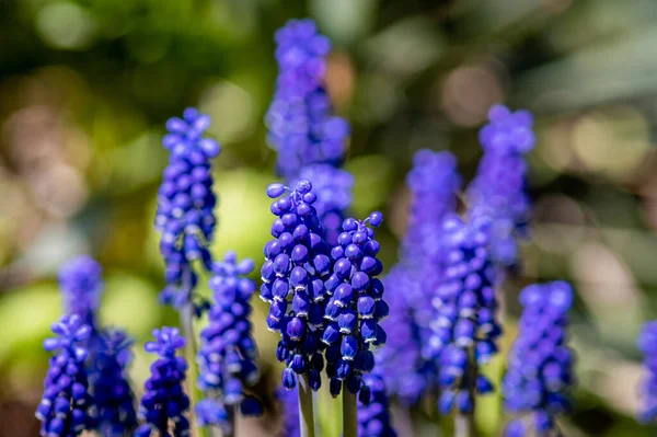 Trossen Van Een Groeiende Druivenhyacint Plant — Stockfoto