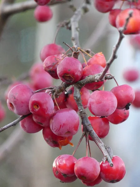 Shluk Japonských Kvetoucích Jablek Čerstvými Bobulemi — Stock fotografie