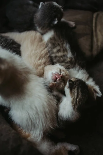 Bir Grup Sevimli Kedi Yavrusunun Dikey Çekimi — Stok fotoğraf