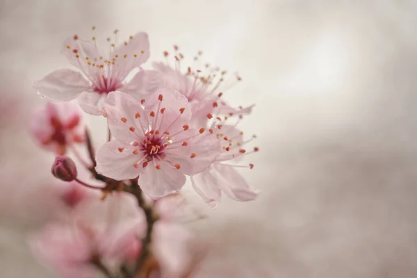 Primer Plano Una Flor Cerezo — Foto de Stock