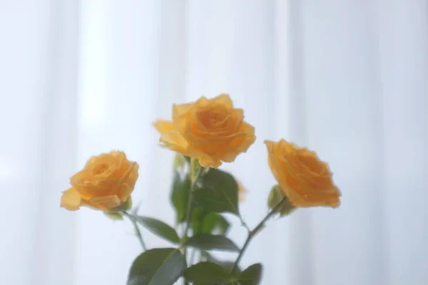 Selective Focus Shot Beautiful Yellow Roses — Stock Photo, Image