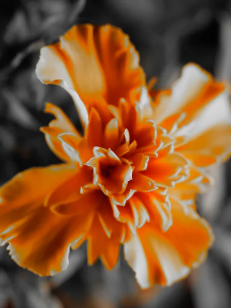 一种具有灰度背景的盛开的橙红色金盏花的垂直拍 — 图库照片