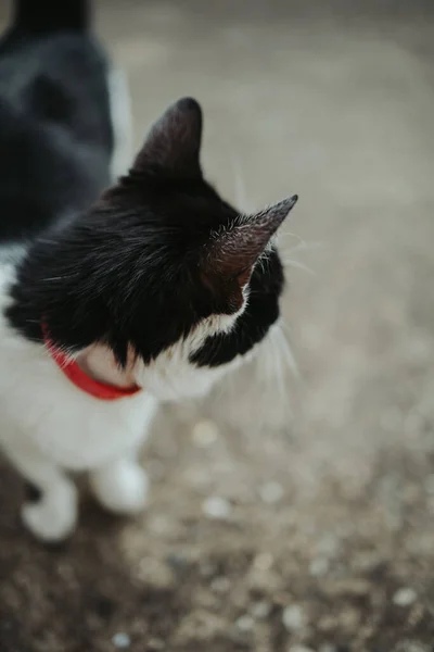 一只可爱的黑白相间的猫在街上的垂直镜头 — 图库照片