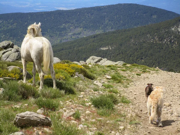 White Horse Hill Dogs Walking Sunlight Countryside — Stock Photo, Image