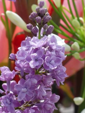 Tiny blooming flowers of a common lilac clipart