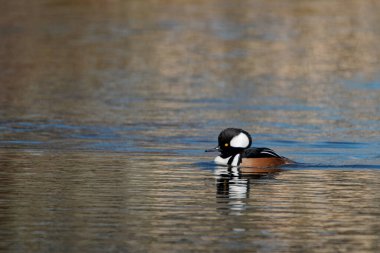 A closeup shot of a Hooded merganser swimming in a pond clipart