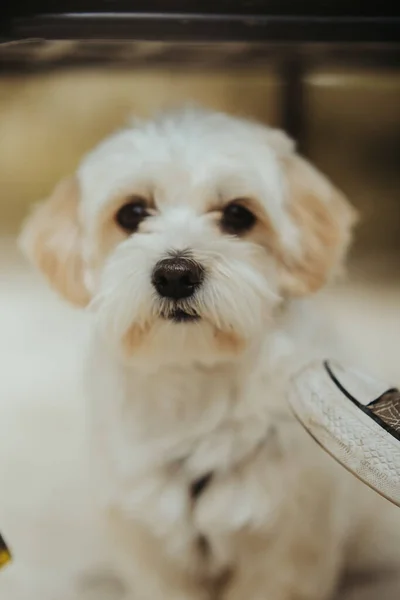 Sevimli Beyaz Bir Köpek Yavrusunun Dikey Çekimi — Stok fotoğraf