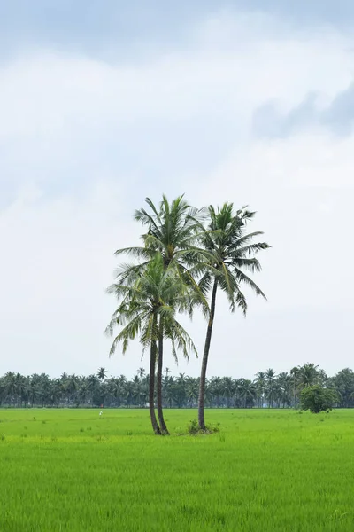 Вертикальний Знімок Пальмових Дерев Полі Вкритому Зеленню Під Хмарним Небом — стокове фото