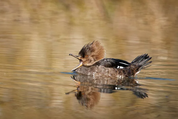 Nahaufnahme Eines Kapuzen Mergansers Beim Schwimmen Einem Teich — Stockfoto