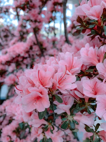 Tiro Vertical Das Flores Rosa Uma Árvore Magnólia Japonesa — Fotografia de Stock