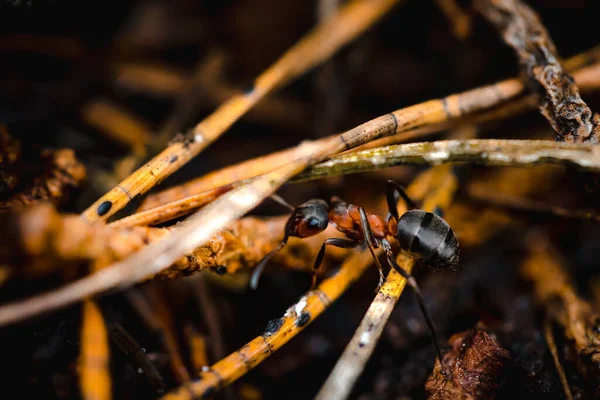Selektiver Fokus Einer Ameise Auf Baumrinde Freien — Stockfoto
